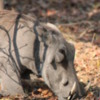 Warthog, Botswana