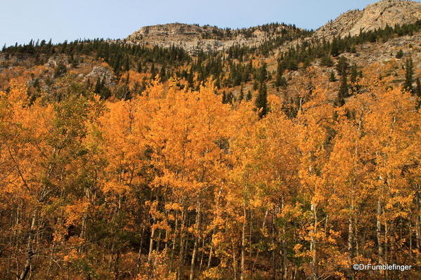 Aspens in their beautiful fall colors