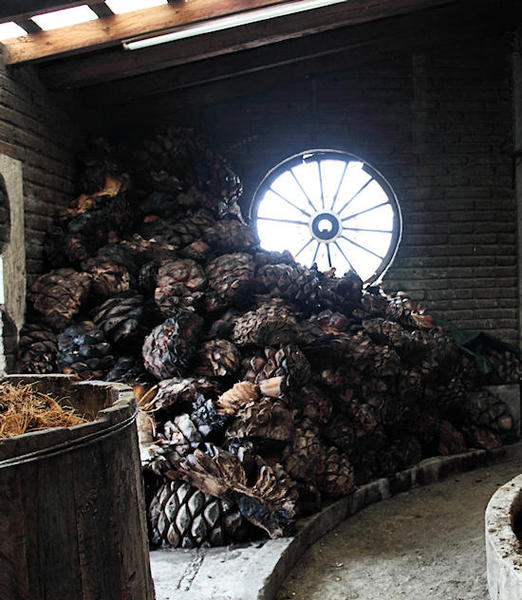 Roasted_Agave_Pinas_in_Oaxaca