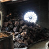Roasted_Agave_Pinas_in_Oaxaca