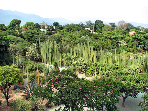 Jardín_Etnobotánico_en_Oaxaca