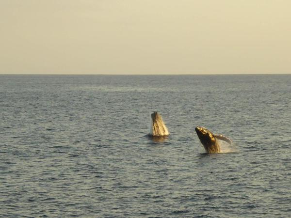 02 Humpback Whales breaching