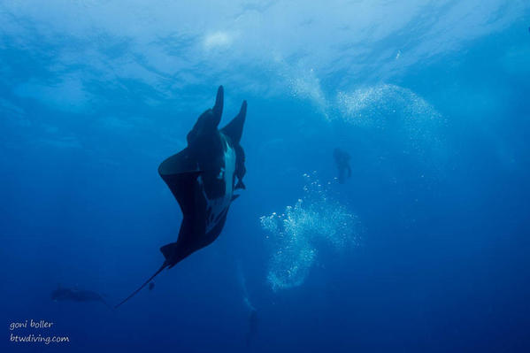 04 Diving with the Mantas