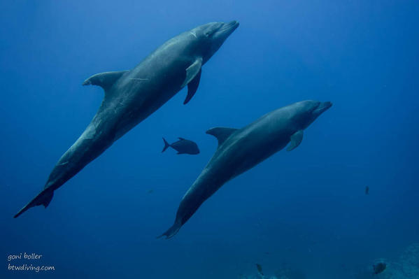 05 Bottlenose Dolphins