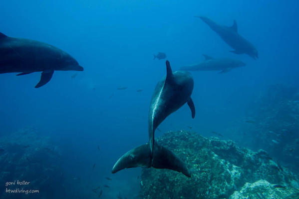 10 Bottlenose Dolphins