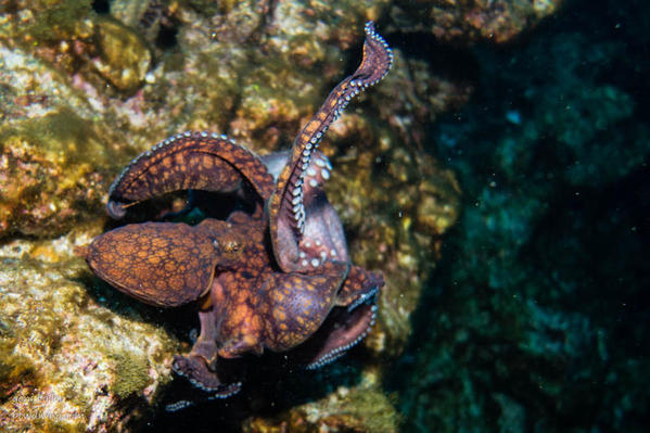 11 Fighting Octopus