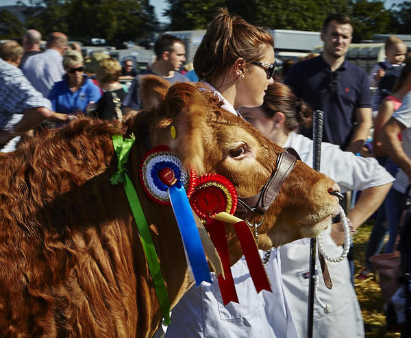 Prize Cattle 1024 72