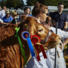 Prize Cattle     1024 72