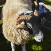 Sheep     1024 72