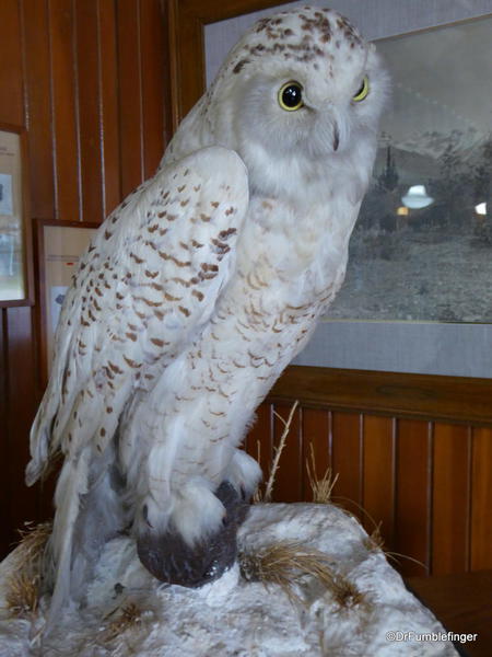 Banff Park Museum. Snowy Owl