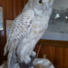 Banff Park Museum.  Snowy Owl