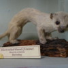 Banff Park Museum, Short-Tailed Weasel