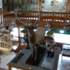 Banff Park Museum, Upstairs