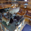 Banff Park Museum, Upstairs