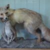 Banff Park Museum, Upstairs (red fox)