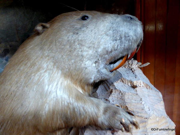 Banff Park Museum, Upstairs (beaver)