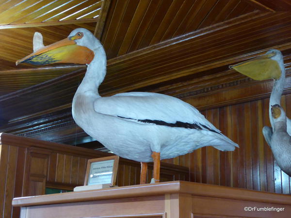 Banff Park Museum, Upstairs (pelican)