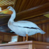Banff Park Museum, Upstairs (pelican)