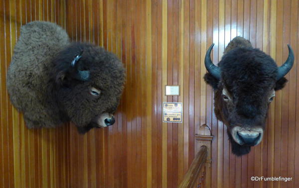 Banff Park Museum, Upstairs (bison)