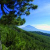 tenerife-pine-tree-forest