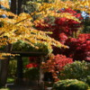 Nishinomiya Tsutakawa Japanese Garden in Autumn, Manito Park, Spokane