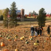 Gathering pumpkins, Green Bluff, Washington