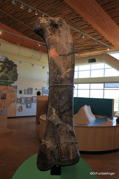 Dinosaur National Monument. Exhibit at Fossil Bone Quarry Visitor Center