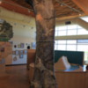 Dinosaur National Monument. Exhibit at Fossil Bone Quarry Visitor Center