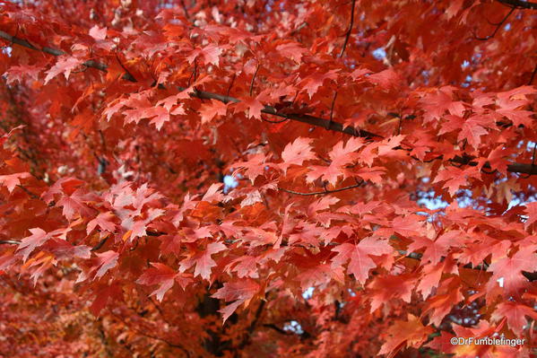 Fall Colors, Manito Park, Spokane
