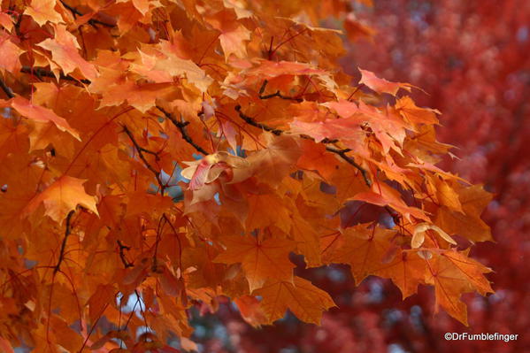 Fall Colors, Manito Park, Spokane