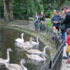 St. Stephen's Green, Dublin.  Feeding the Swans
