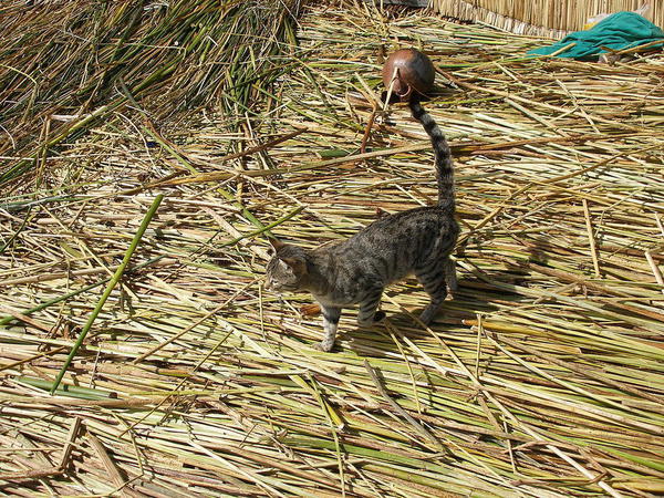 Cat on prowl for rodents, View from watchtower, Uros Island, Lake Titicaca. Courtesy Quinet and Wikimedia - Copy