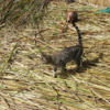 Cat on prowl for rodents, View from watchtower, Uros Island, Lake Titicaca.  Courtesy Quinet and Wikimedia - Copy