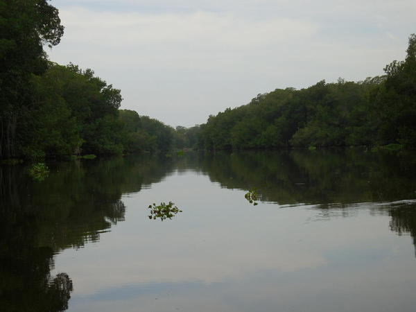 03 2015-11 Guatemala Mangroves 15