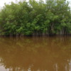 05 2015-11 Guatemala Mangroves 40: Mangroves near Flores