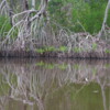 06 2015-11 Guatemala Mangroves 13: Reflected trees in the mangroves