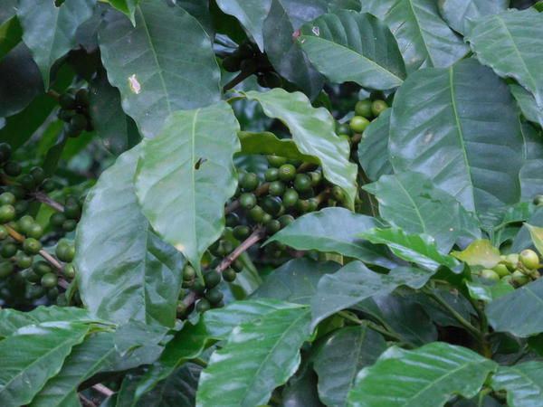 65 2015-11 Guatemala Antigua Philadelphia Coffee Plantation 04