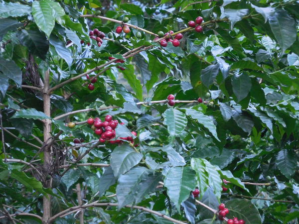66 2015-11 Guatemala Antigua Philadelphia Coffee Plantation 06