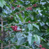 66 2015-11 Guatemala Antigua Philadelphia Coffee Plantation 06: Ripe coffee beans