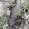 Alligator, Gatorland