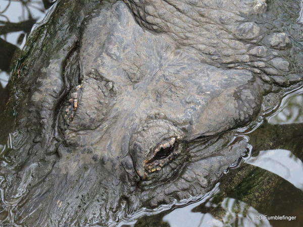 Alligator, Gatorland