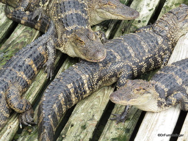Alligators, Gatorland