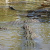 Alligators, Gatorland