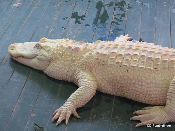 Gatorland's White Gator Swamp