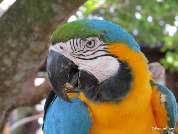 Gatorland, macaws and parrots
