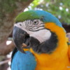 Gatorland, macaws and parrots