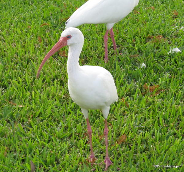 Gatorland, American white egret