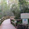 Gatorland, Swamp walk