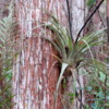 Gatorland, epiphyte, Swamp walk