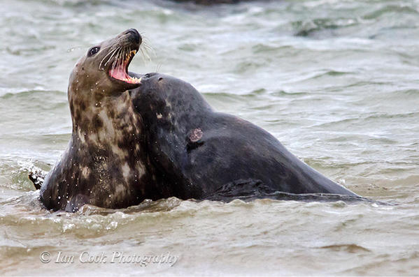 Grey seals from Lindisfarne National Nature Reserve, U.K.